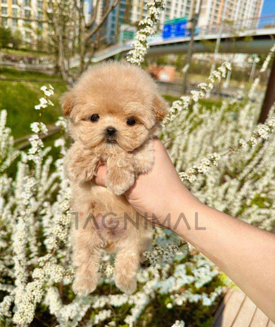 Poodle puppy for sale, dog for sale at Tagnimal