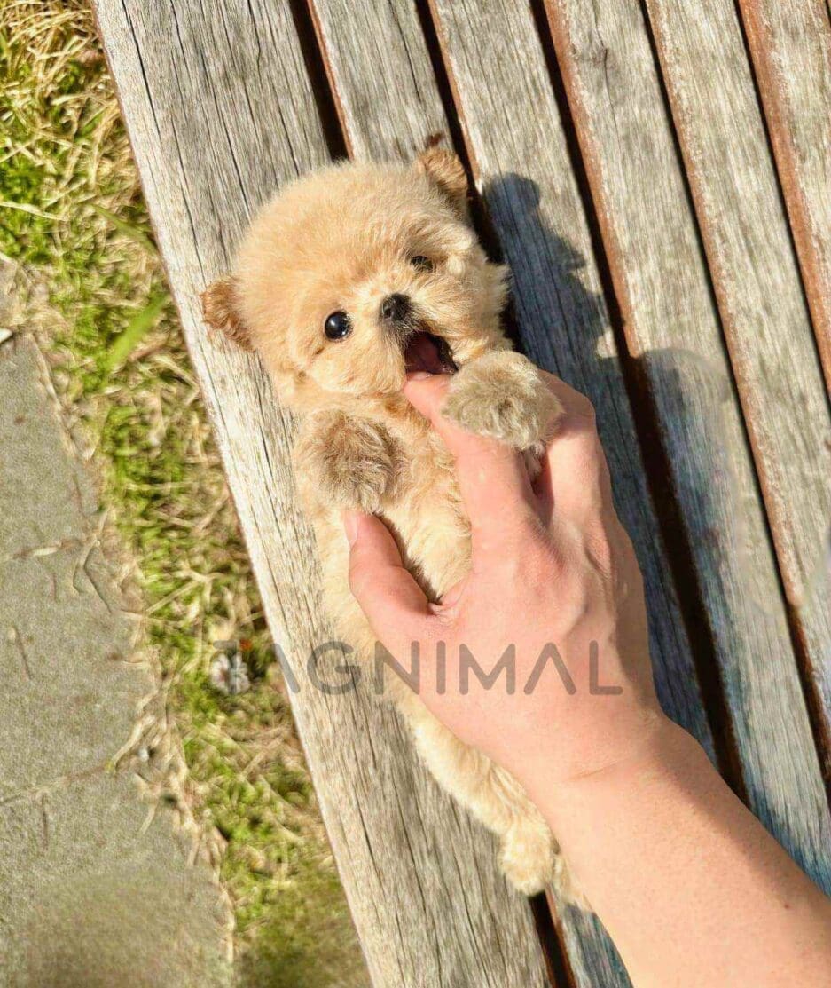 Poodle puppy for sale, dog for sale at Tagnimal