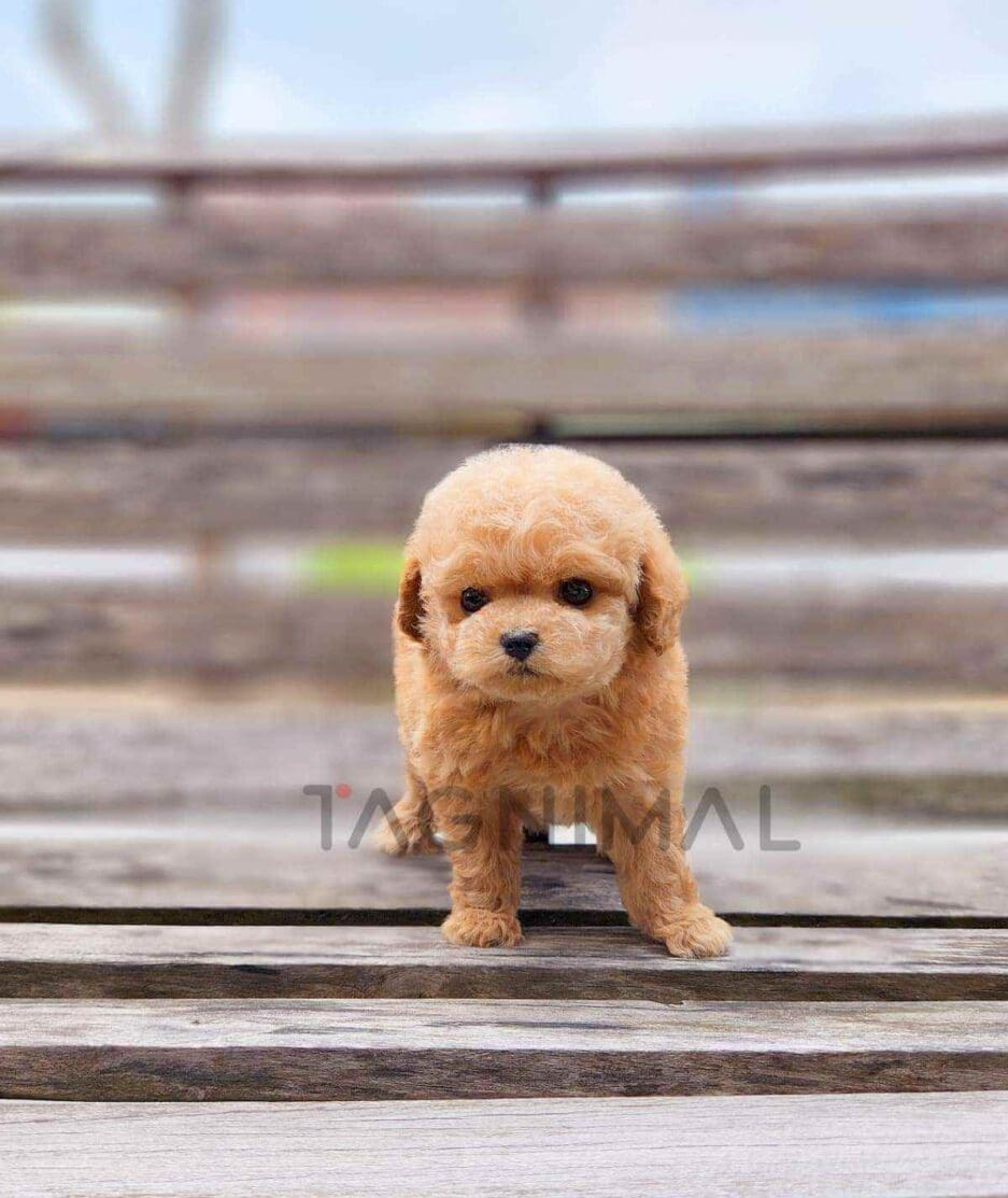 Poodle puppy for sale, dog for sale at Tagnimal