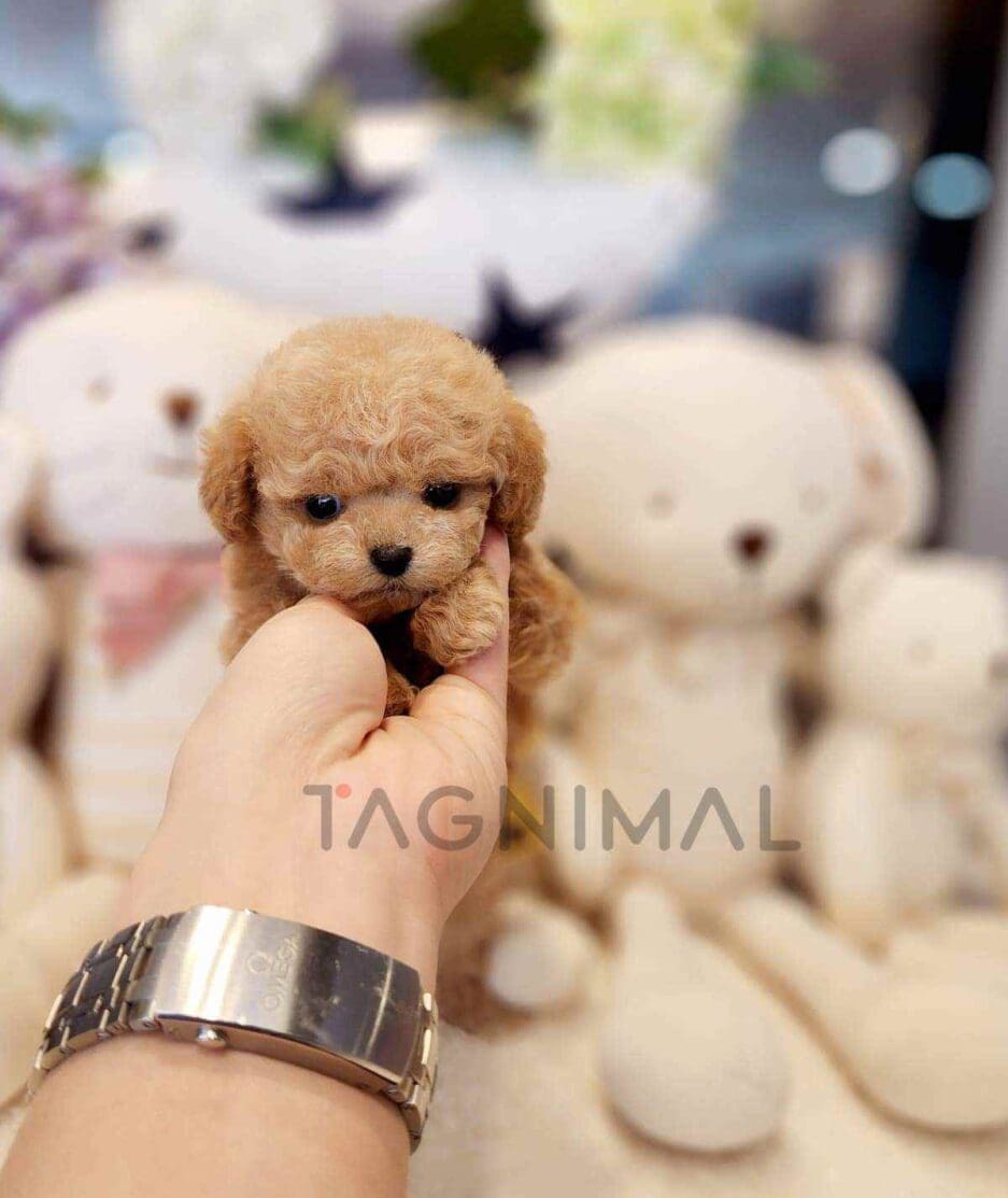 Poodle puppy for sale, dog for sale at Tagnimal