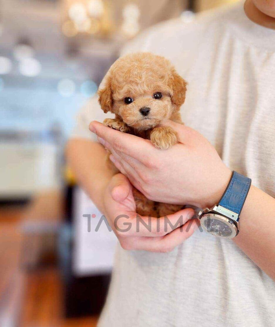 Poodle puppy for sale, dog for sale at Tagnimal