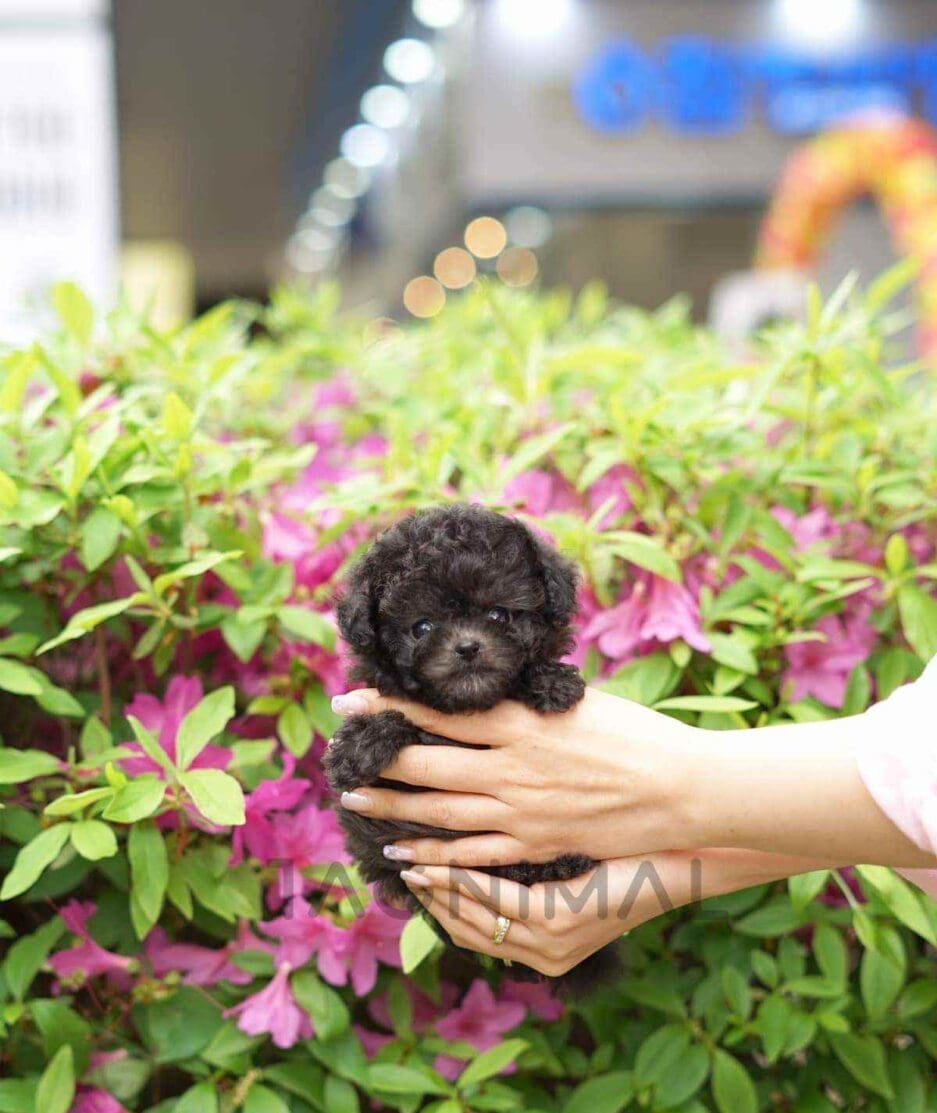 Poodle puppy for sale, dog for sale at Tagnimal