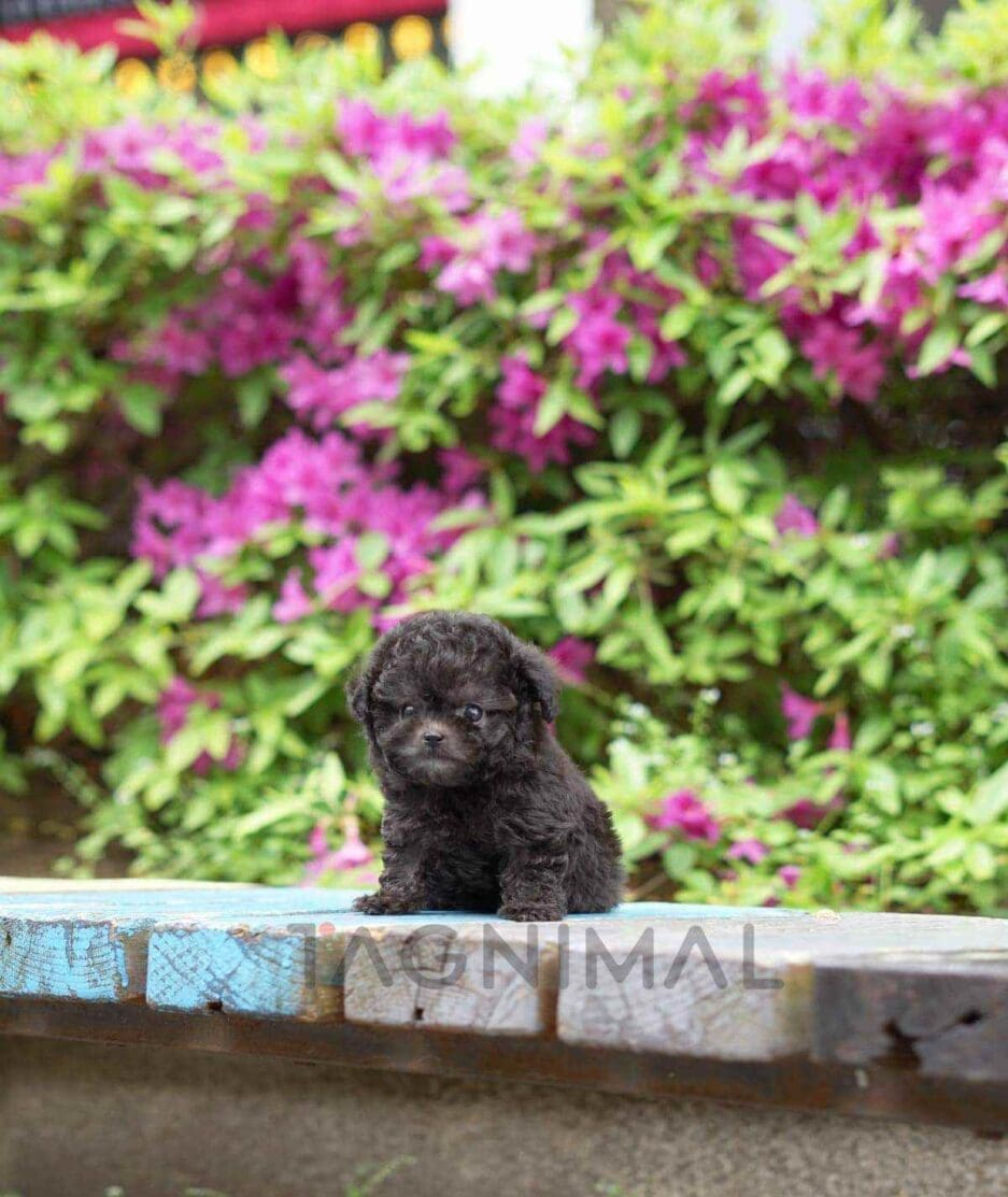 Poodle puppy for sale, dog for sale at Tagnimal