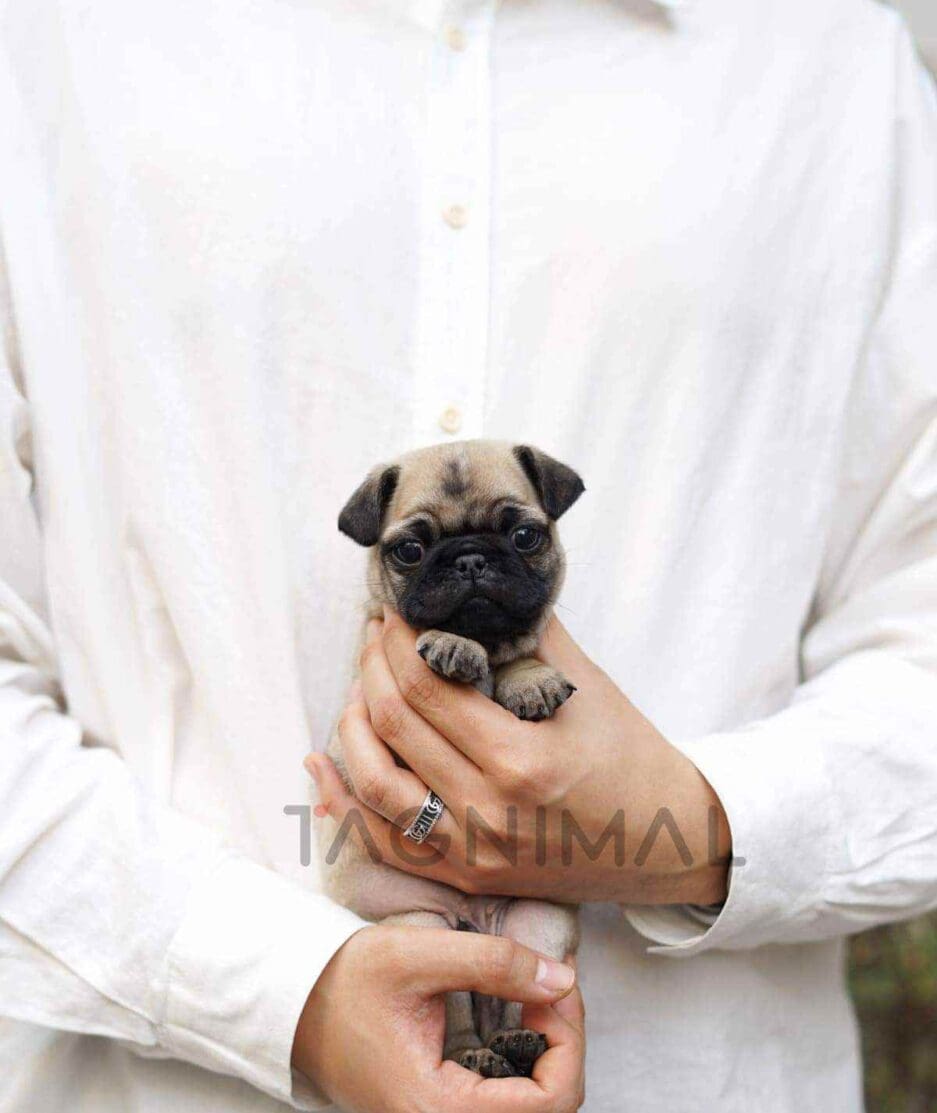 Pug puppy for sale, dog for sale at Tagnimal