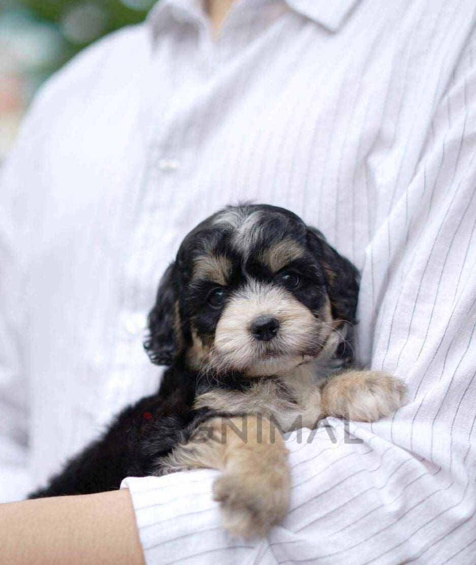 Bernedoodle puppy for sale, dog for sale at Tagnimal