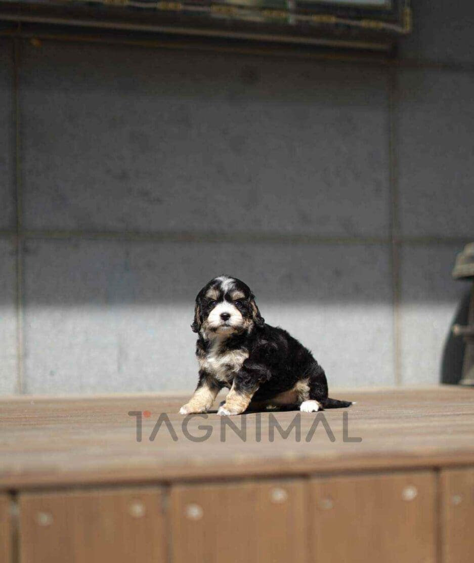 Bernedoodle puppy for sale, dog for sale at Tagnimal