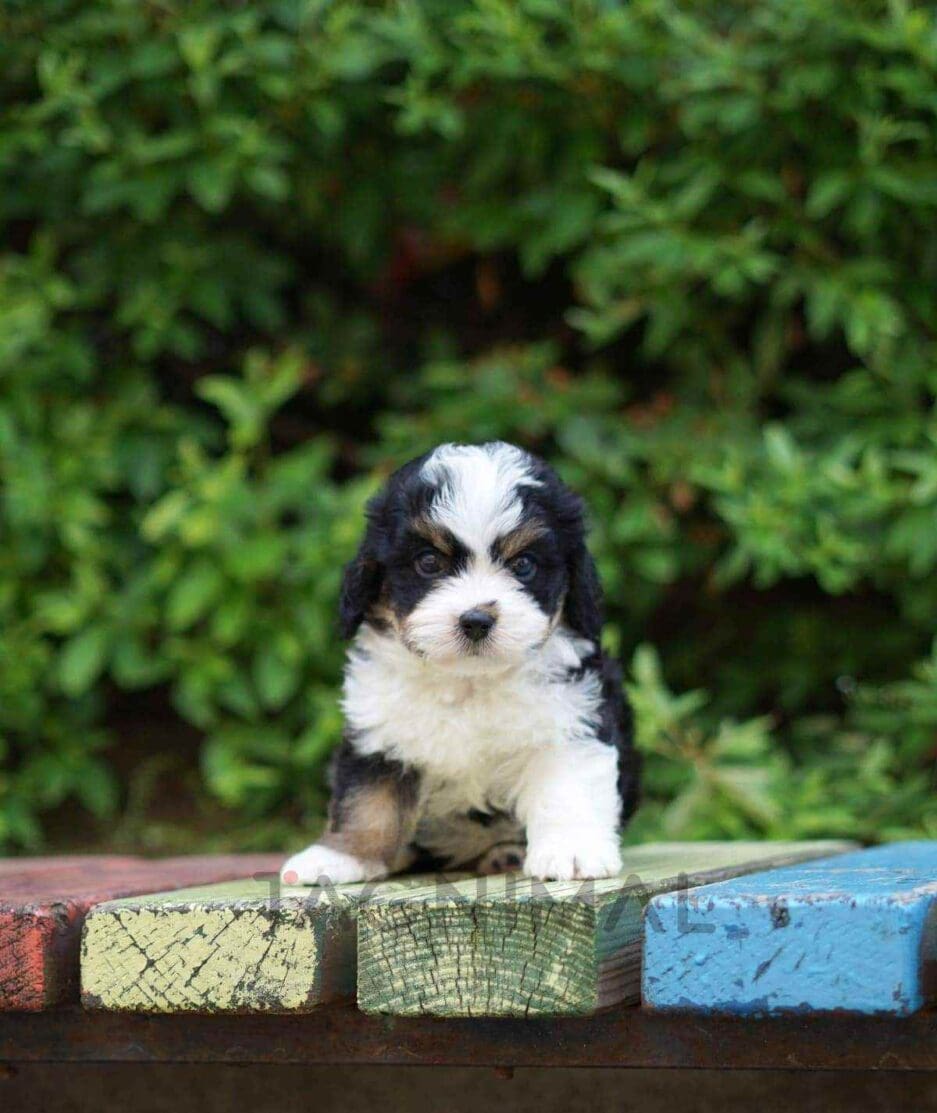 Bernedoodle puppy for sale, dog for sale at Tagnimal