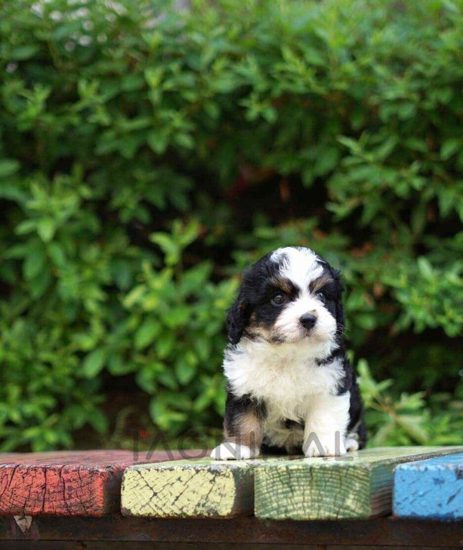 Bernedoodle puppy for sale, dog for sale at Tagnimal