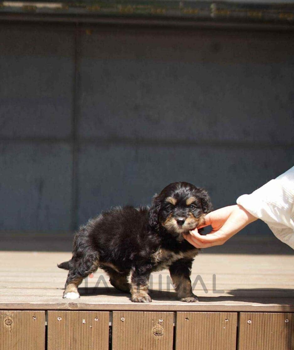 Bernedoodle puppy for sale, dog for sale at Tagnimal