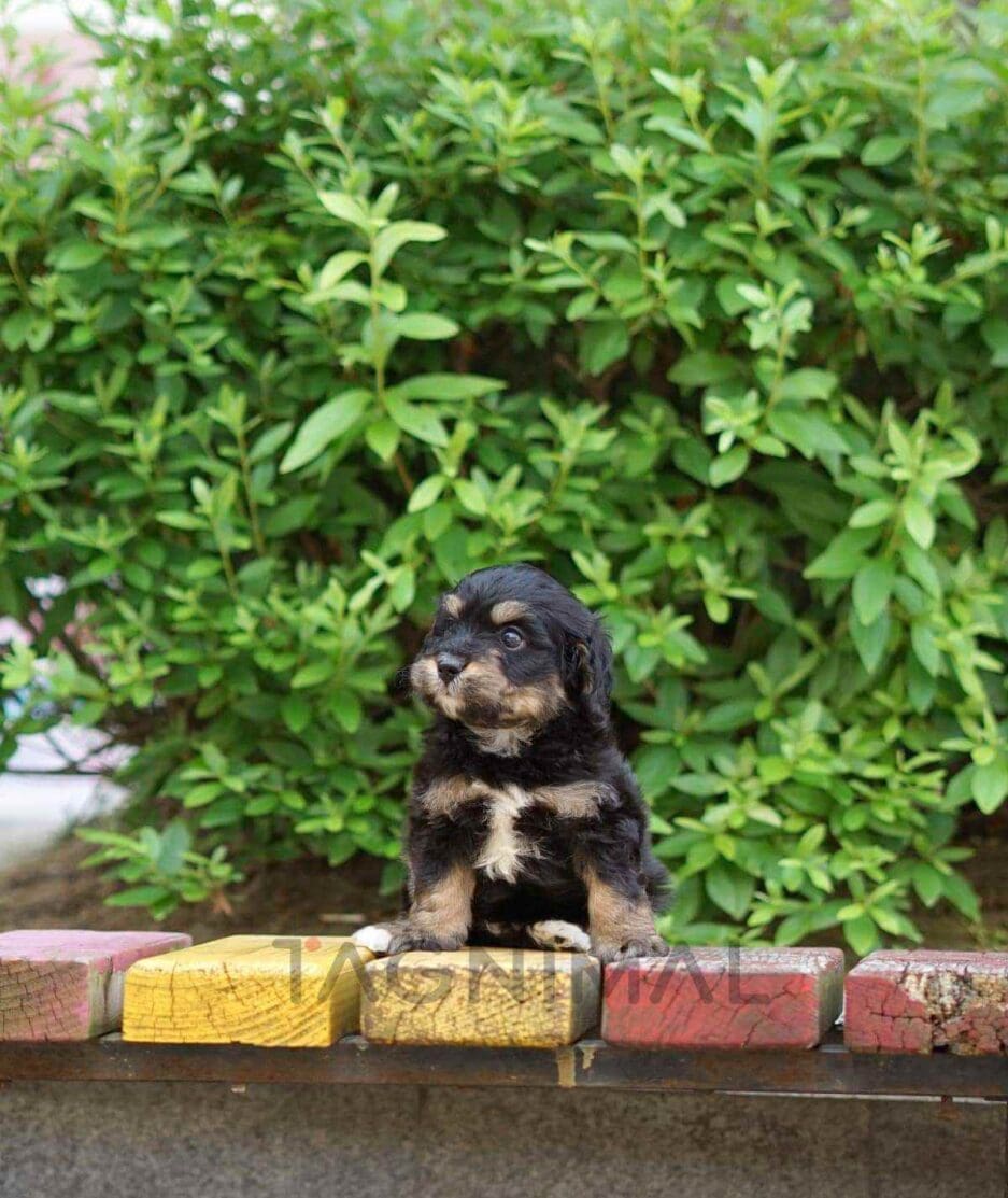 Bernedoodle puppy for sale, dog for sale at Tagnimal