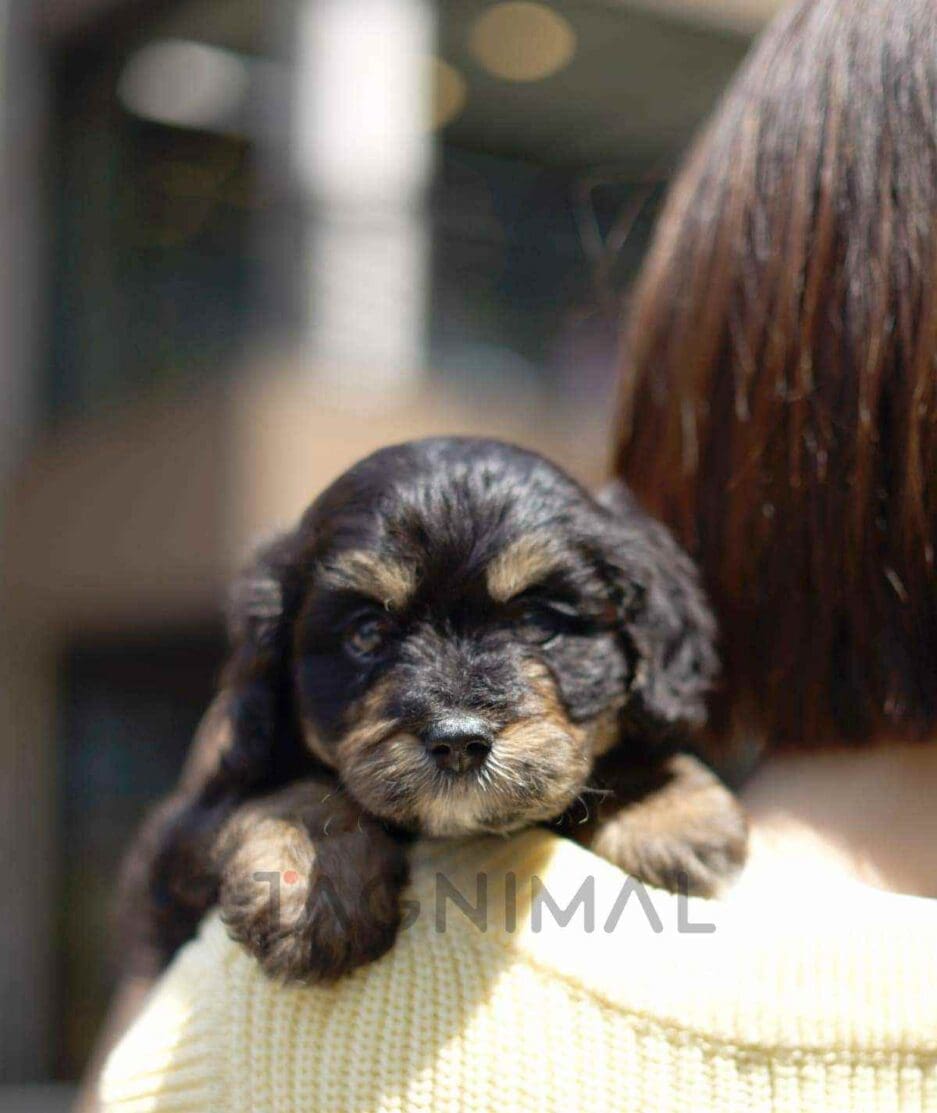 Bernedoodle puppy for sale, dog for sale at Tagnimal