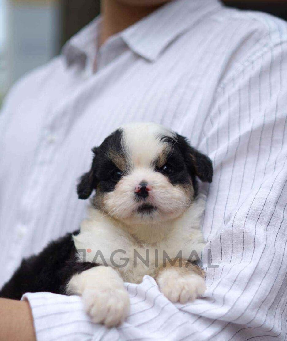 Bernedoodle puppy for sale, dog for sale at Tagnimal