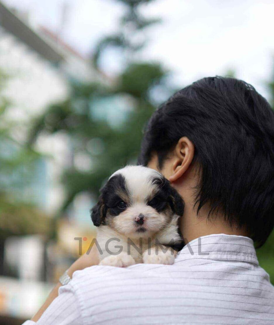 Bernedoodle puppy for sale, dog for sale at Tagnimal