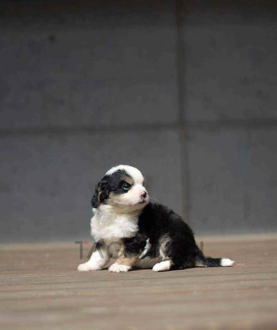 Bernedoodle puppy for sale, dog for sale at Tagnimal