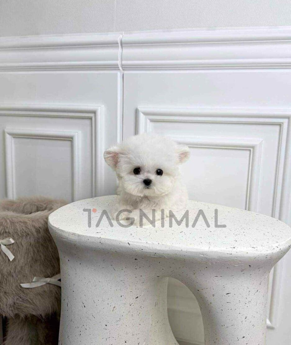 Bichon puppy for sale, dog for sale at Tagnimal