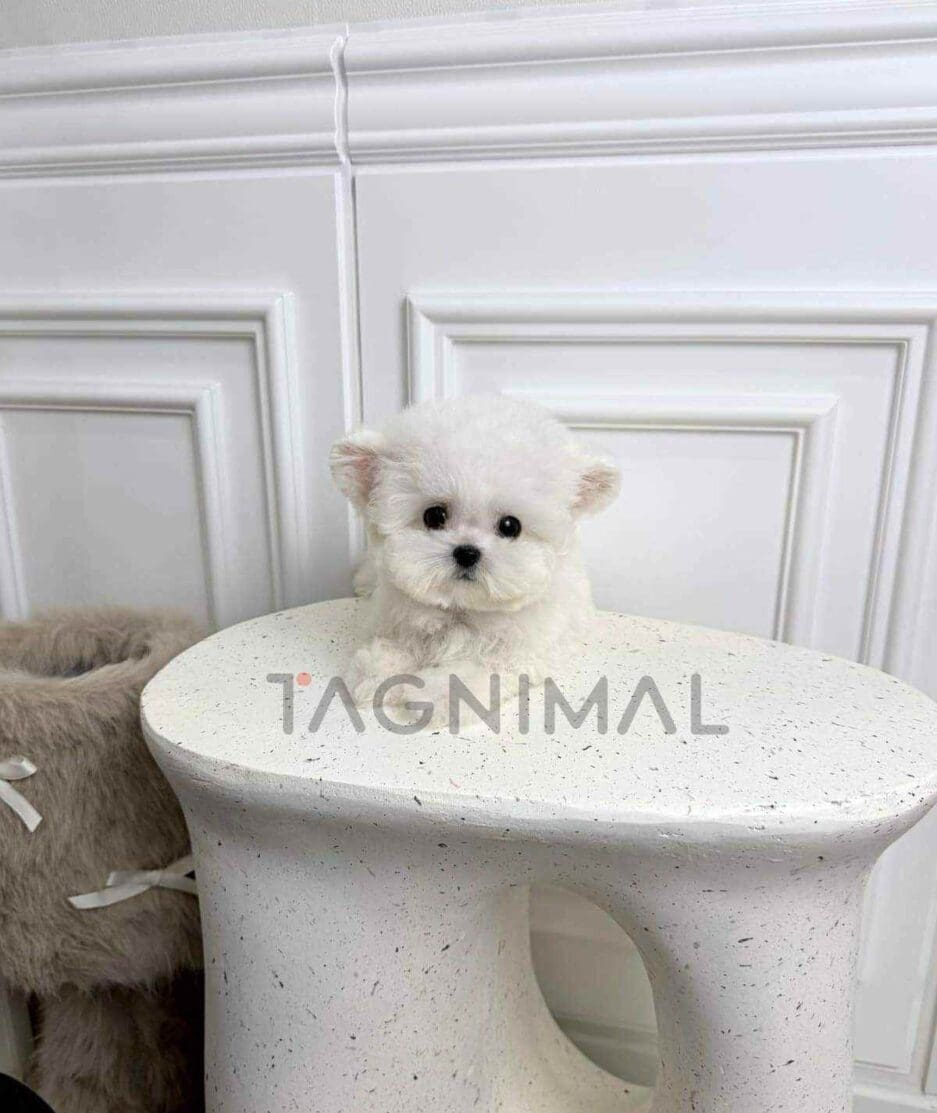 Bichon puppy for sale, dog for sale at Tagnimal