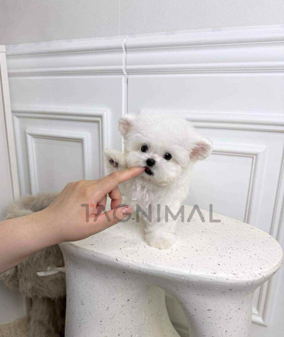 Bichon puppy for sale, dog for sale at Tagnimal