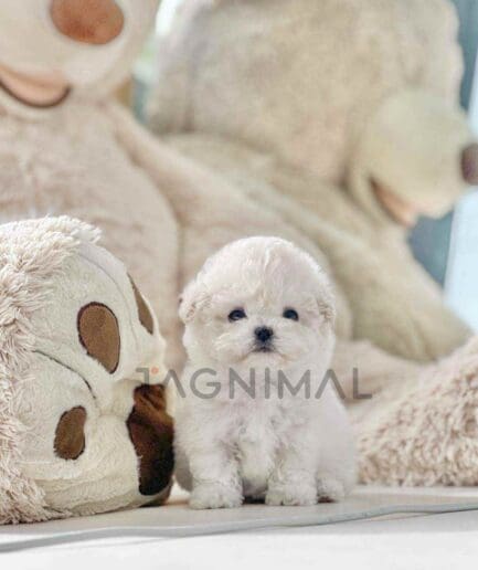 Bichon puppy for sale, dog for sale at Tagnimal