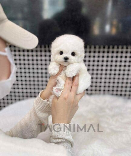 Bichon puppy for sale, dog for sale at Tagnimal