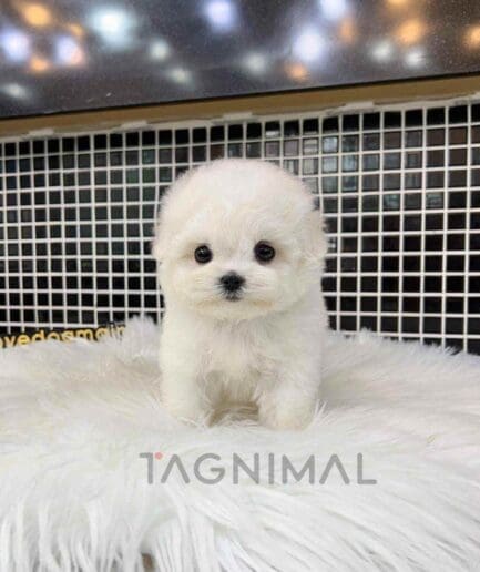 Bichon puppy for sale, dog for sale at Tagnimal