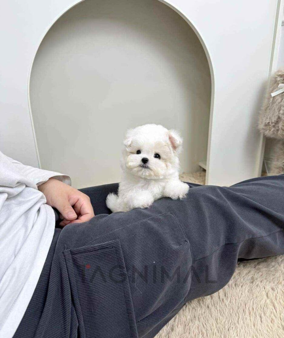 Bichon puppy for sale, dog for sale at Tagnimal