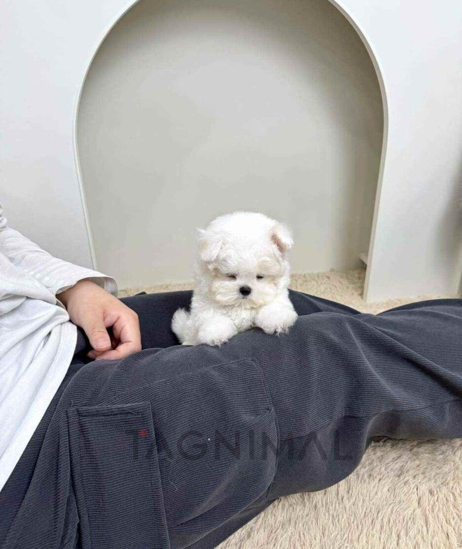 Bichon puppy for sale, dog for sale at Tagnimal