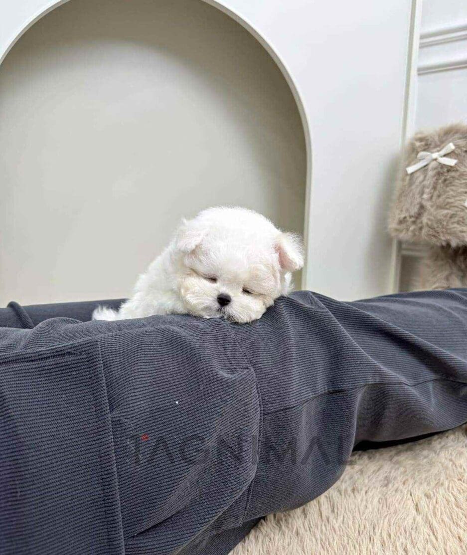 Bichon puppy for sale, dog for sale at Tagnimal