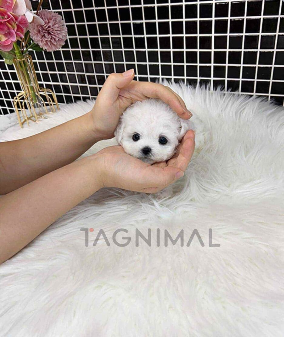 Bichon puppy for sale, dog for sale at Tagnimal