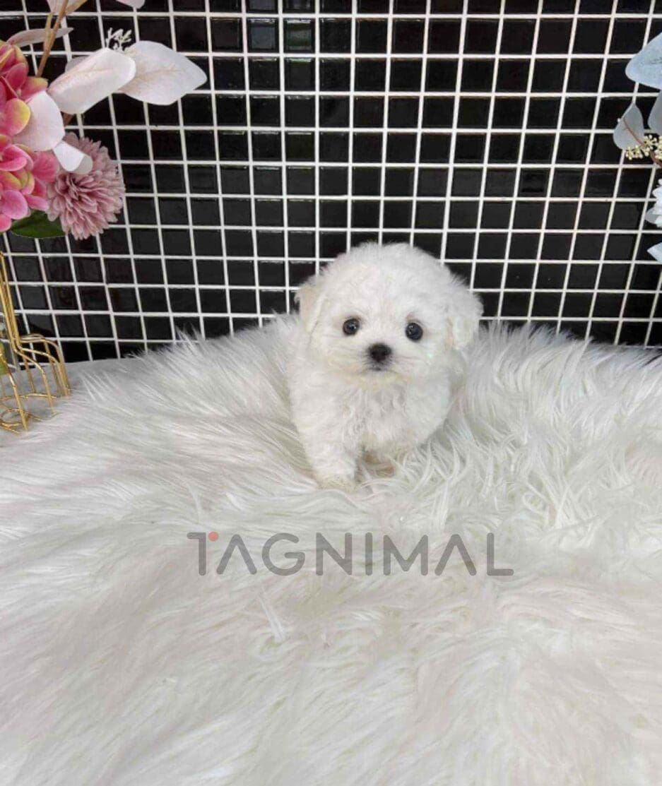 Bichon puppy for sale, dog for sale at Tagnimal