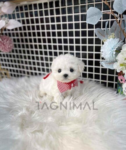 Bichon puppy for sale, dog for sale at Tagnimal