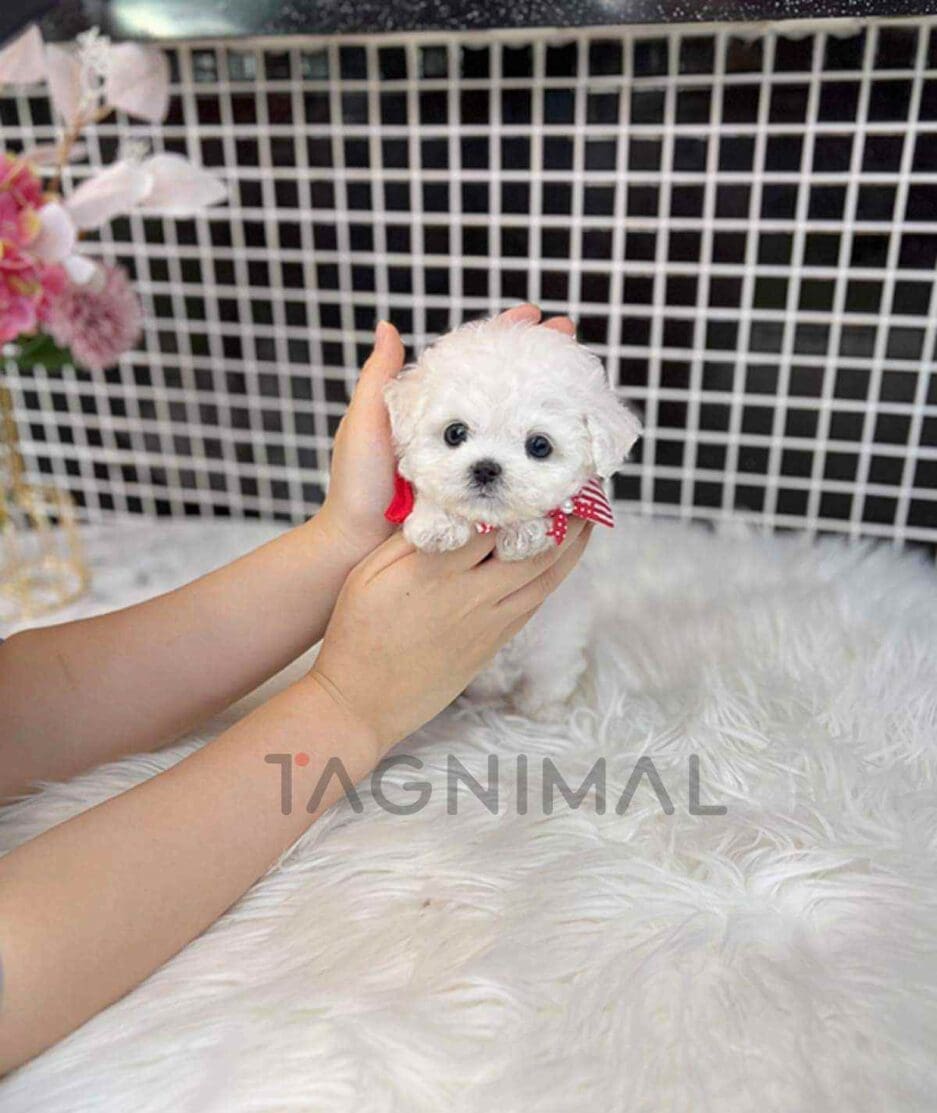 Bichon puppy for sale, dog for sale at Tagnimal