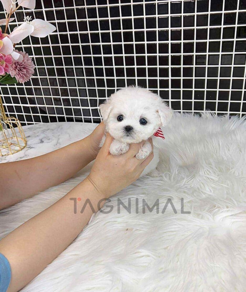 Bichon puppy for sale, dog for sale at Tagnimal