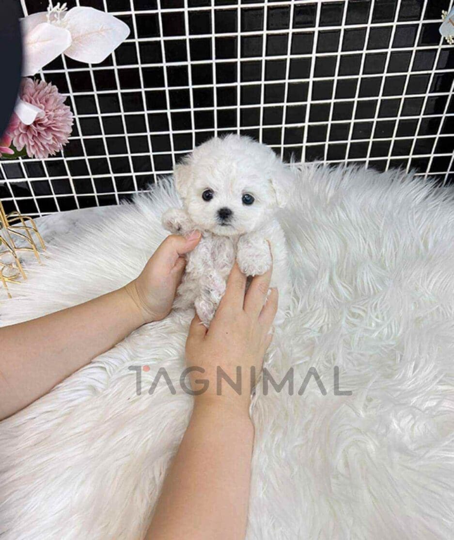 Bichon puppy for sale, dog for sale at Tagnimal