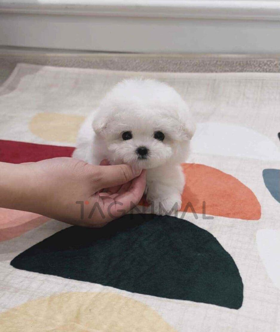 Bichon puppy for sale, dog for sale at Tagnimal