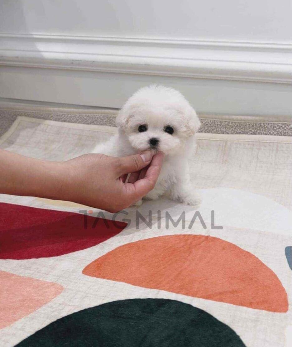 Bichon puppy for sale, dog for sale at Tagnimal