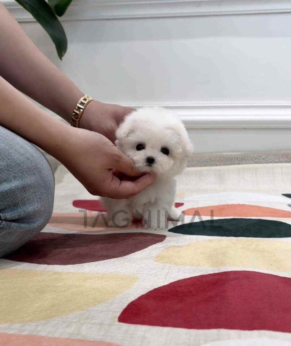 Bichon puppy for sale, dog for sale at Tagnimal