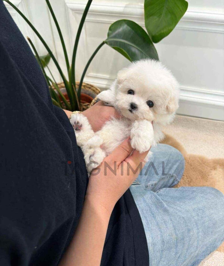 Bichon puppy for sale, dog for sale at Tagnimal