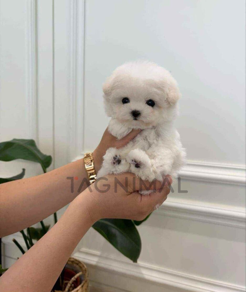 Bichon puppy for sale, dog for sale at Tagnimal