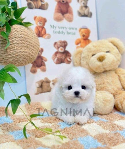 Bichon puppy for sale, dog for sale at Tagnimal