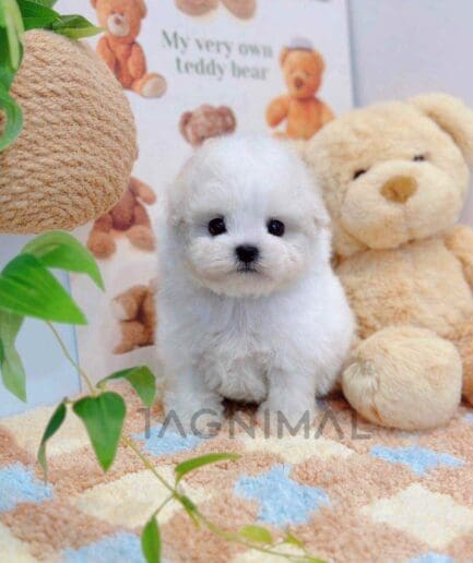 Bichon puppy for sale, dog for sale at Tagnimal