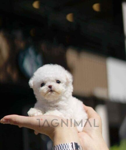 Bichon puppy for sale, dog for sale at Tagnimal