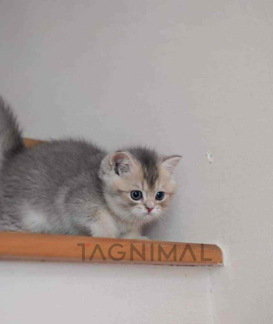 British Shorthair kitten for sale, cat for sale at Tagnimal