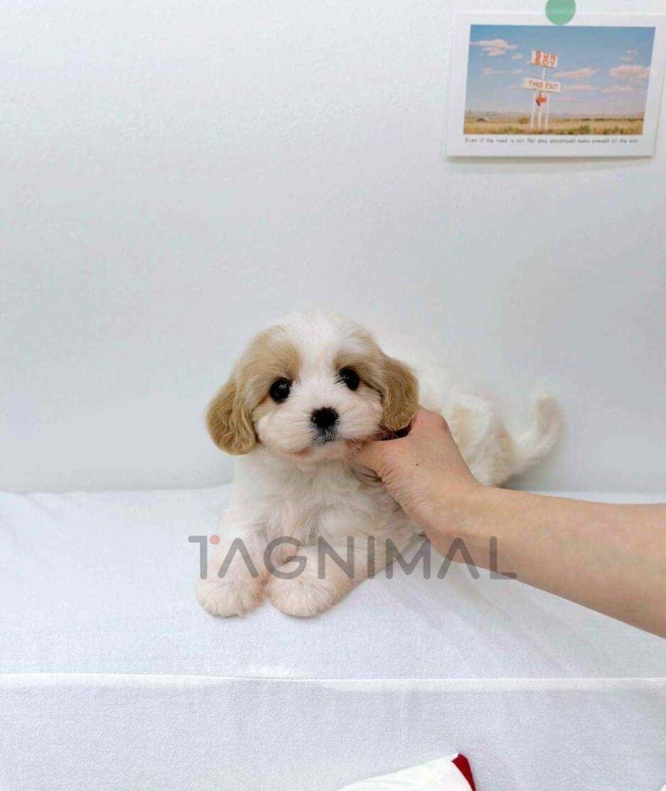 Cavapoo puppy for sale, dog for sale at Tagnimal