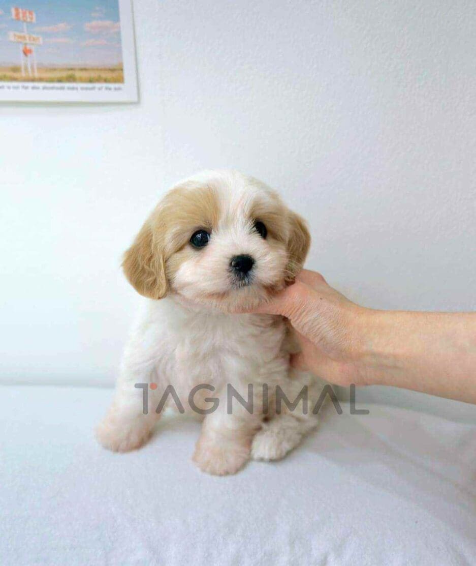 Cavapoo puppy for sale, dog for sale at Tagnimal