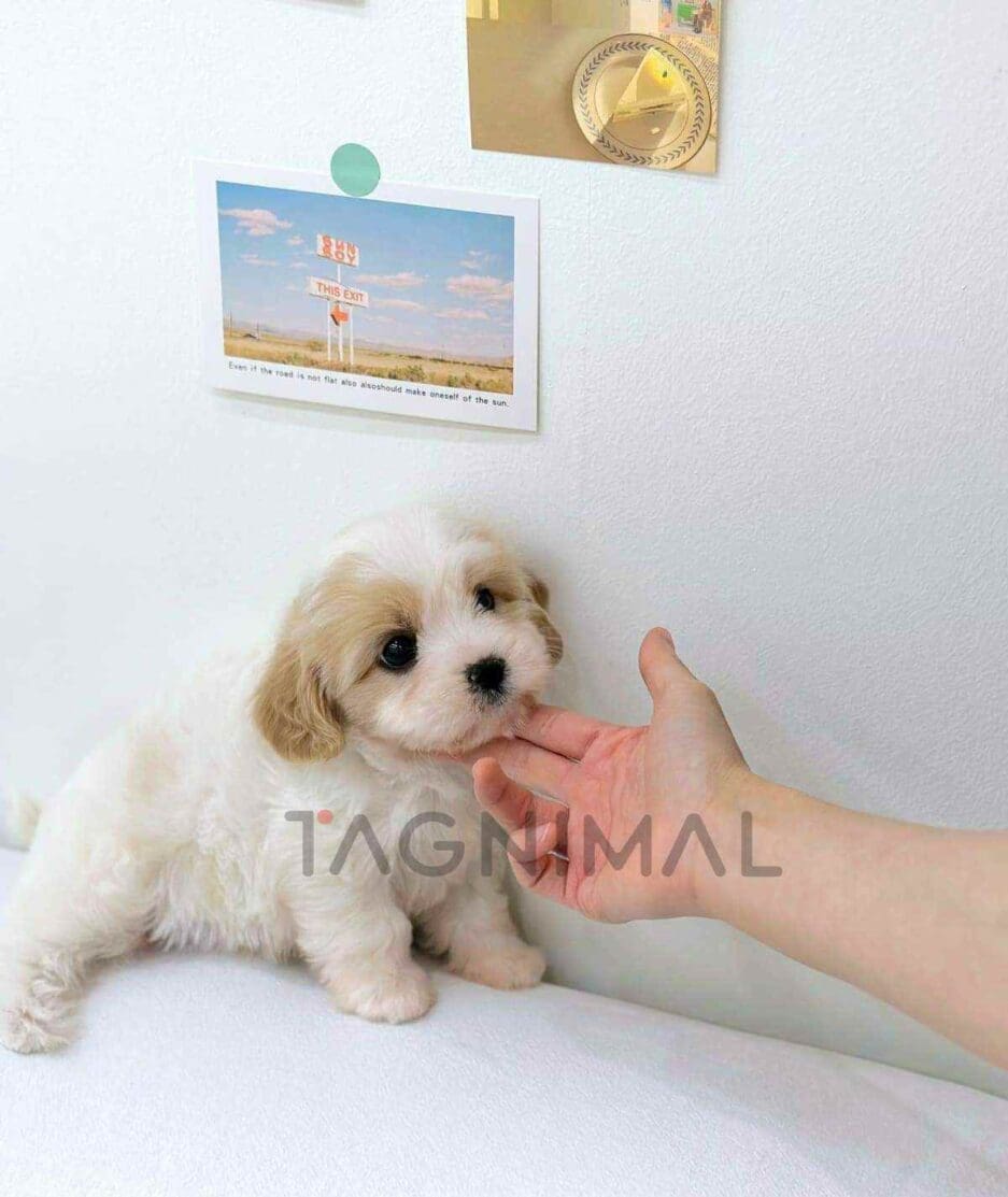 Cavapoo puppy for sale, dog for sale at Tagnimal