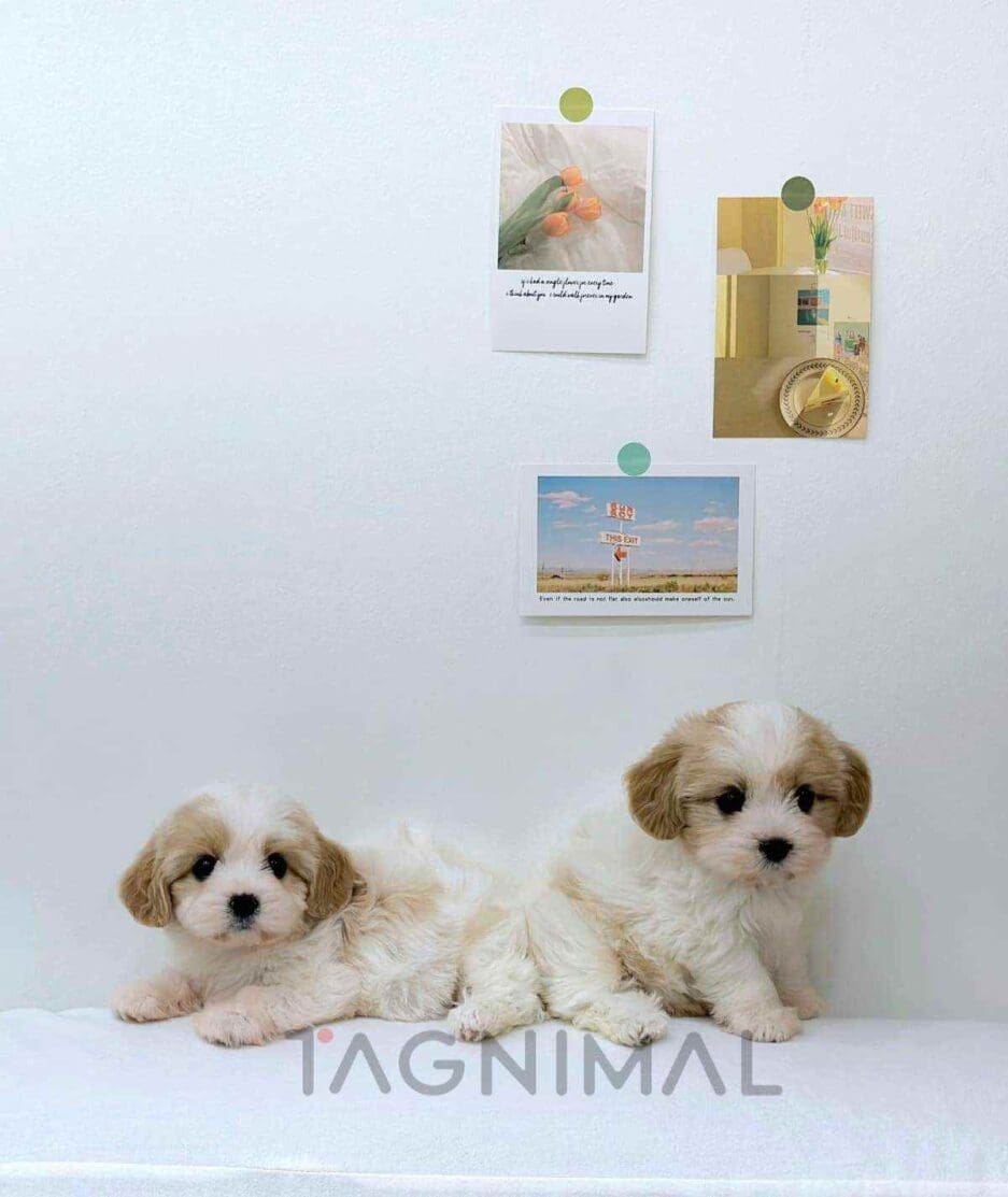 Cavapoo puppy for sale, dog for sale at Tagnimal