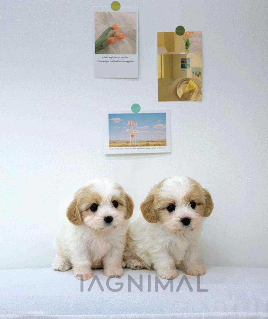 Cavapoo puppy for sale, dog for sale at Tagnimal