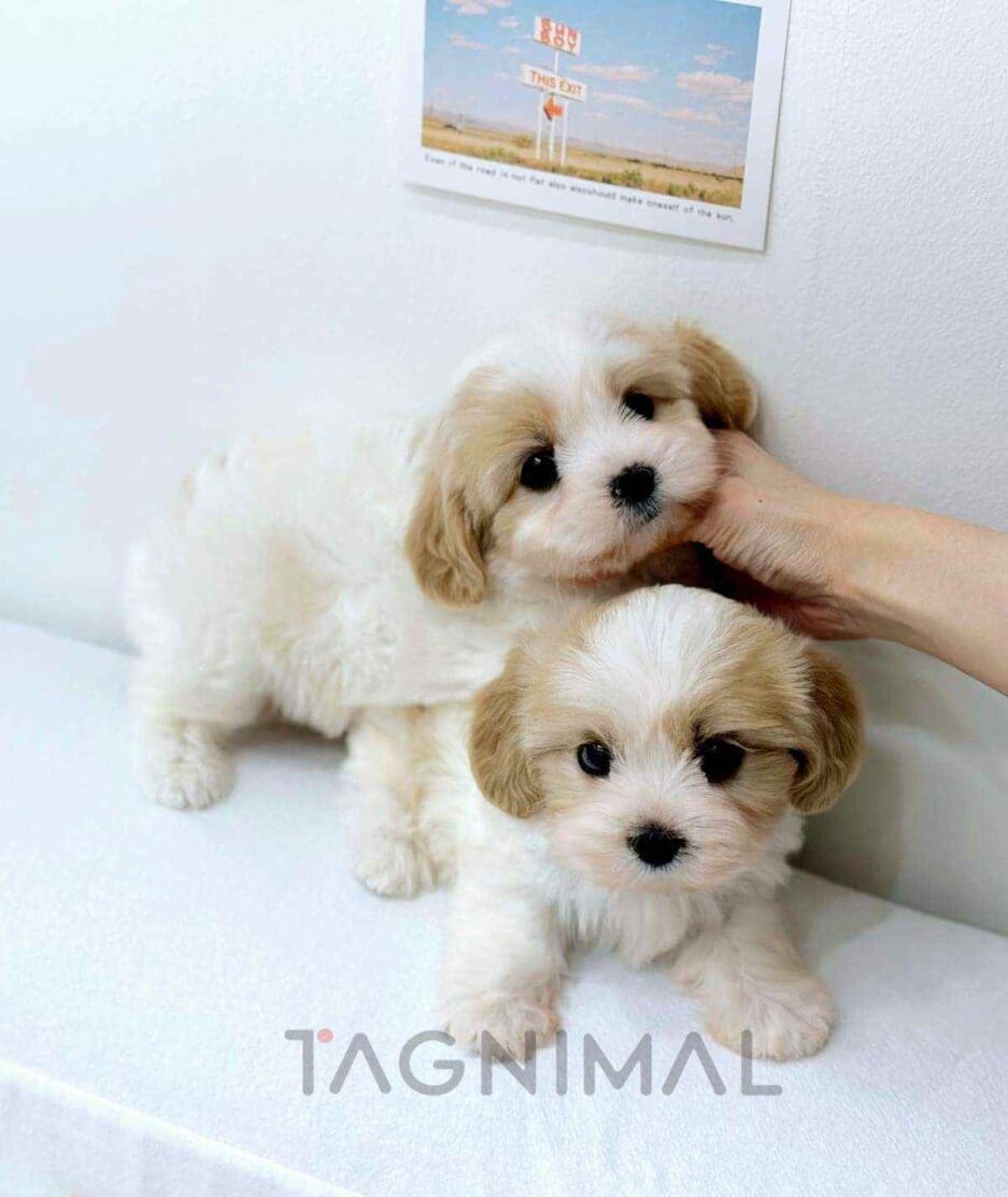 Cavapoo puppy for sale, dog for sale at Tagnimal