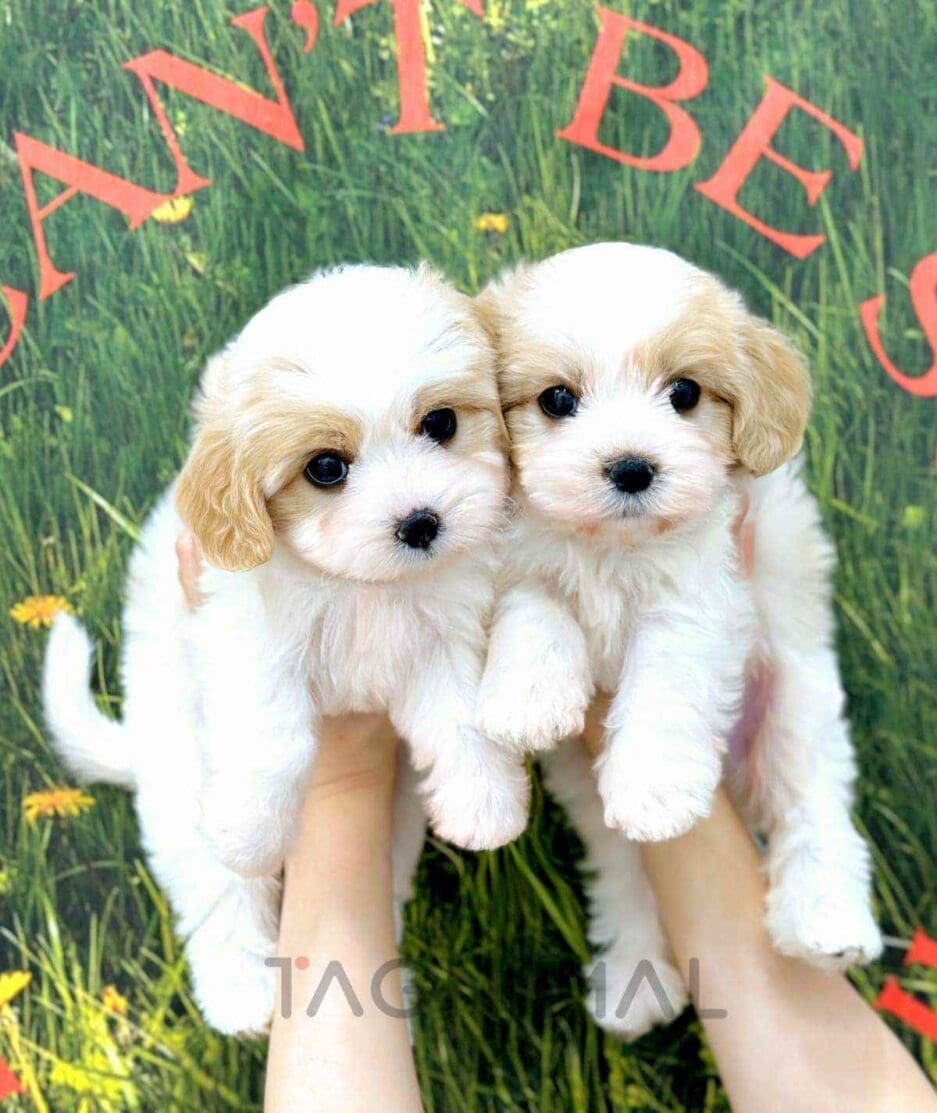 Cavapoo puppy for sale, dog for sale at Tagnimal