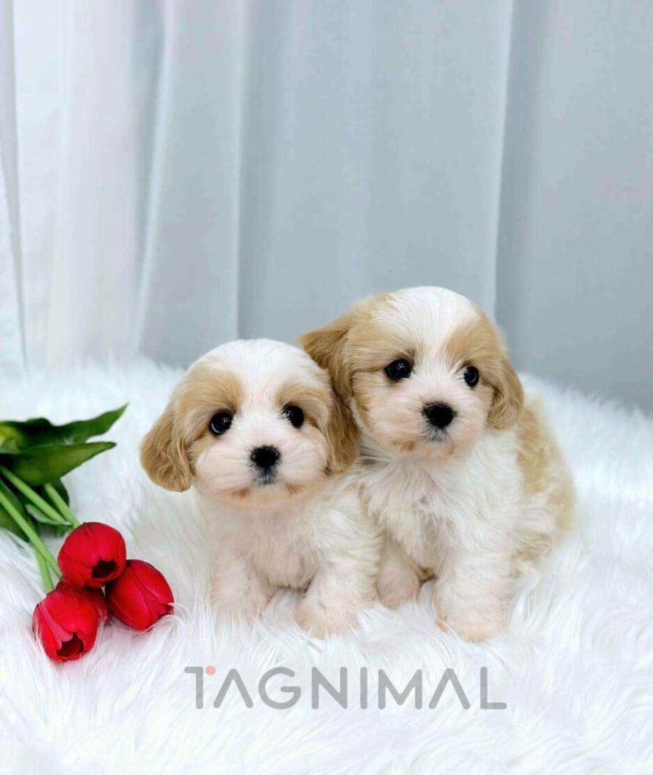 Cavapoo puppy for sale, dog for sale at Tagnimal